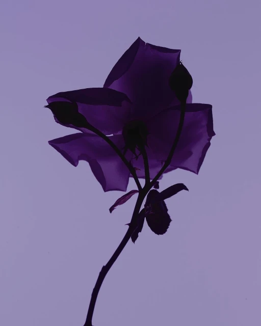 Monochromatic photograph showcasing a violet rose bloom, its petals and stem silhouetted against a soft purple backdrop.