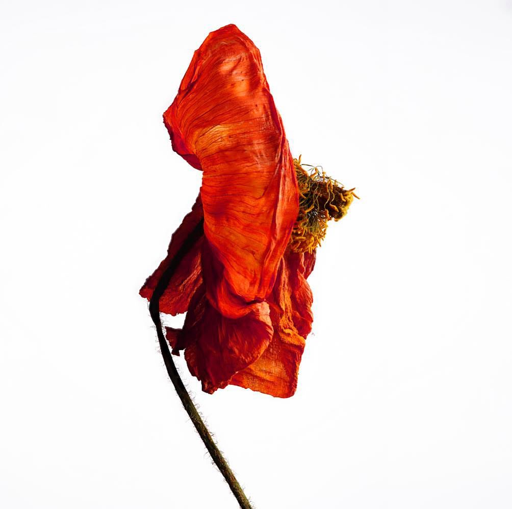Wilted red poppy flower with a brown stem on a bright white background, showcasing fine art and floral botanical photography.