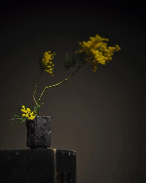 Still life photograph of a black geometric vase with yellow Mimosa flowers on a dark surface against a shadowy background.