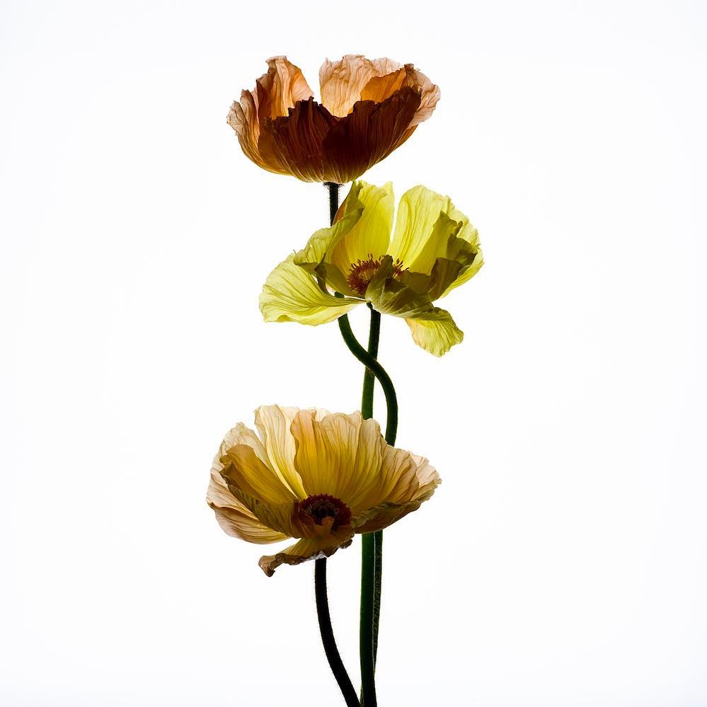 Three backlit poppies with translucent petals in amber, yellow, and cream, arranged vertically against a bright white background.