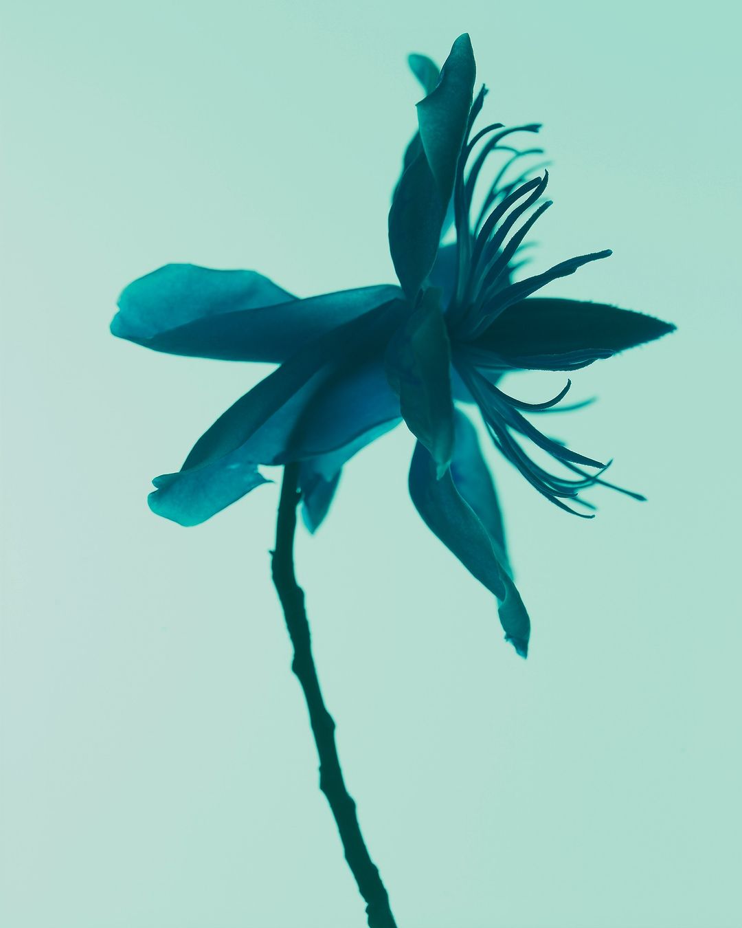 Striking close-up of a single, vibrant teal flower with detailed petals and a slender stem against a soft, pale teal background.