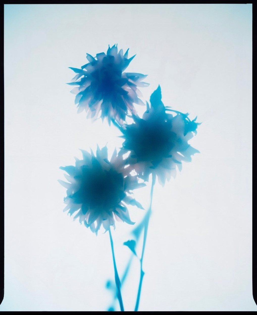 Botanical still life featuring a close-up of three pale blue flowers on a light background, emphasizing soft focus and unique coloration.