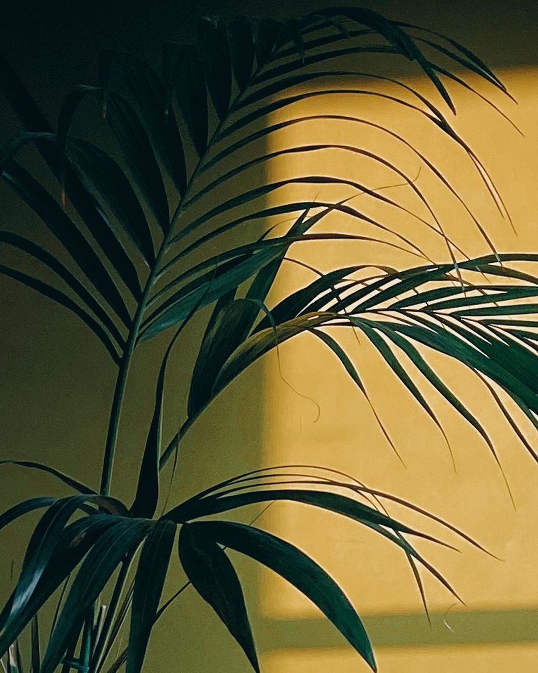 Close-up shot of a palm plant with dark green leaves against a neutral beige background, bathed in soft, diffused light.