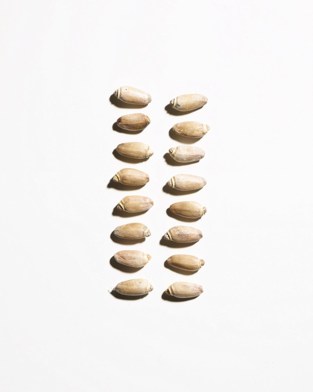 Overhead shot of a grid of tan-colored acorns with brown caps arranged on a white surface, creating a simple and natural pattern.
