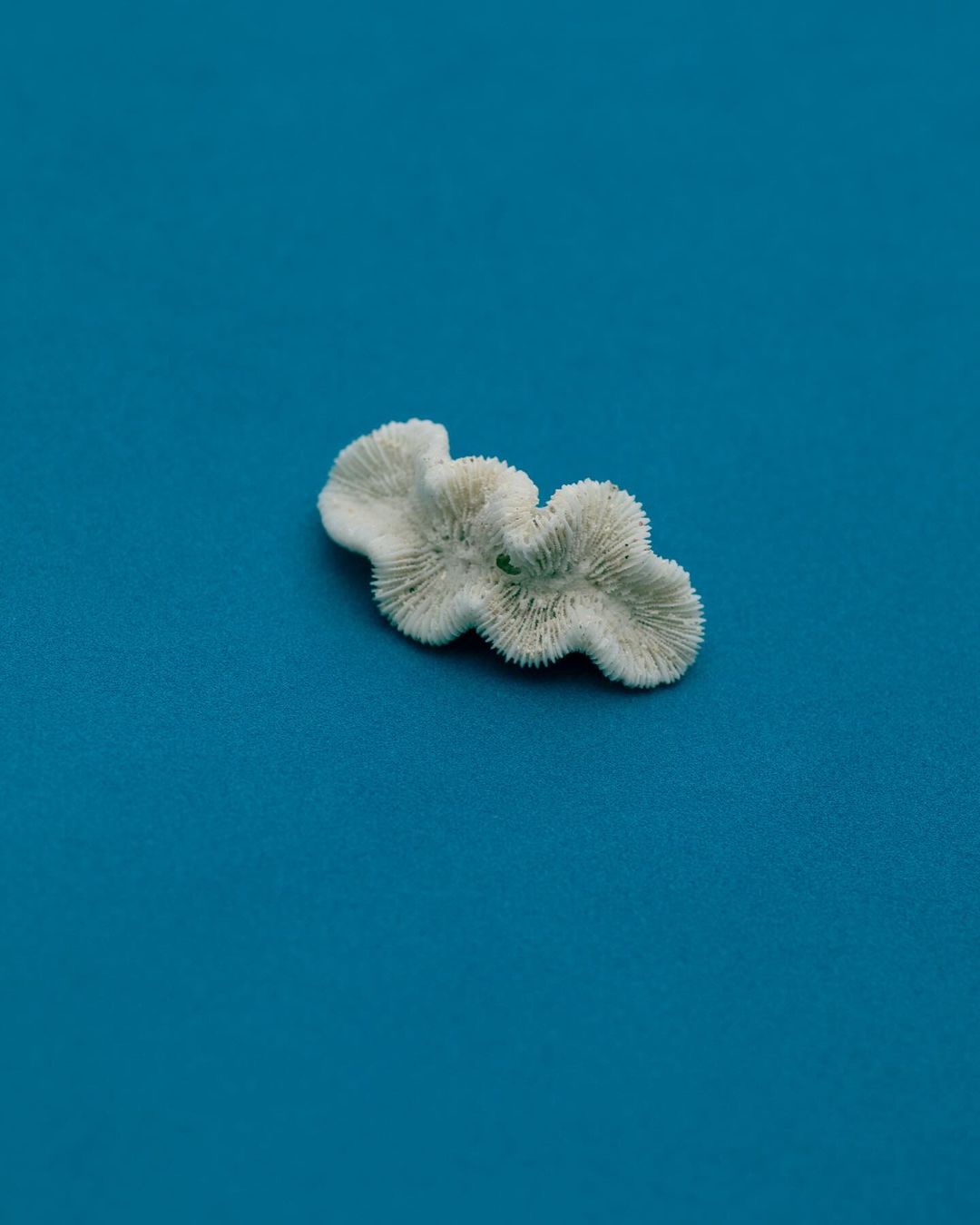 Close-up of bleached coral against a vivid blue background, showcasing its delicate structure and marine origins in high detail.