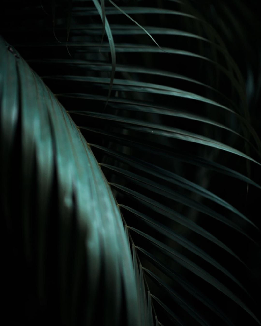 Close-up of green palm fronds with visible leaf patterns, showcasing the tropical plant's texture in a dark, natural setting.