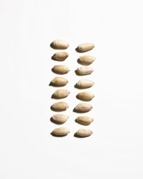 Two parallel rows of small brown sea shells arranged neatly on a plain white background with soft directional shadows.