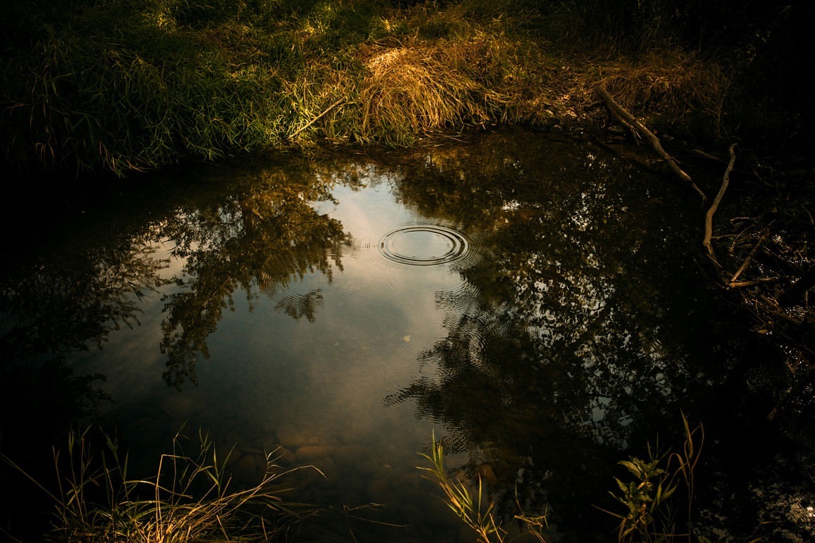 A calm pond with reflections of trees and sky. Ripples on the water's surface create a tranquil, natural scene surrounded by grassy banks.