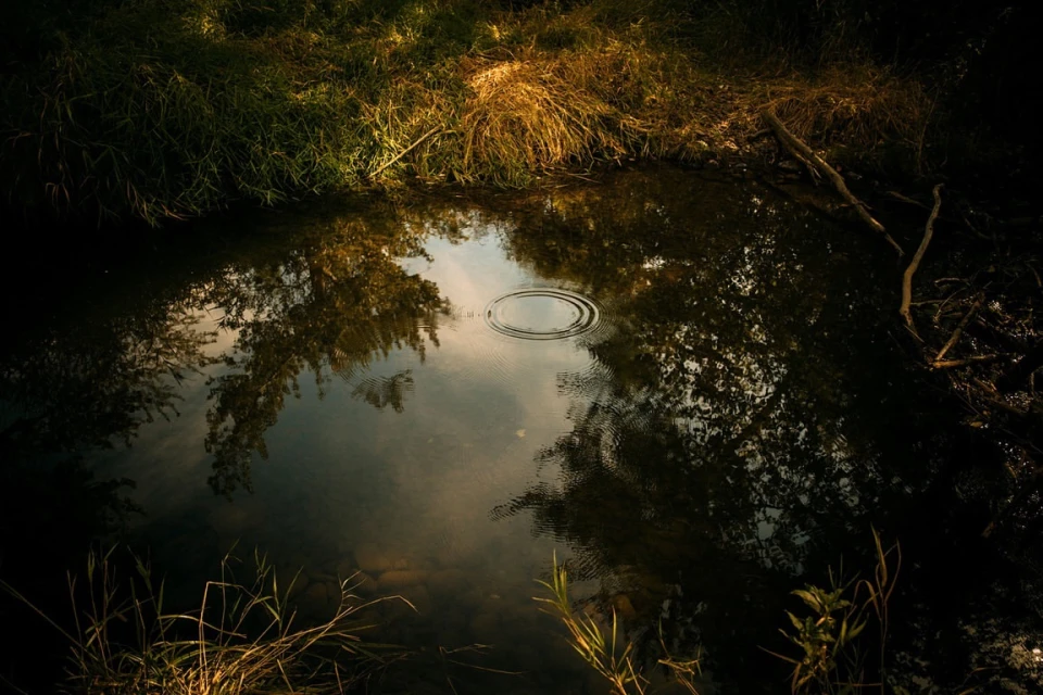 A calm pond with reflections of trees and sky. Ripples on the water's surface create a tranquil, natural scene surrounded by grassy banks.