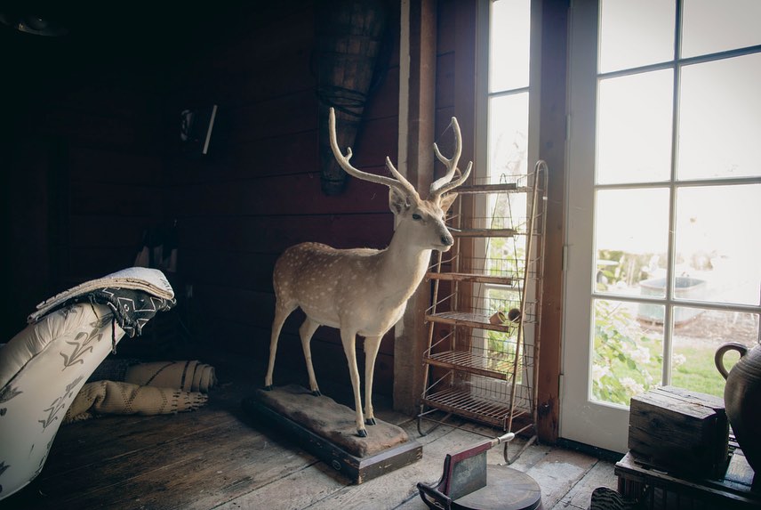 Indoor view of a taxidermied deer standing on a wooden floor next to a rustic metal shelving unit with natural light from windows.