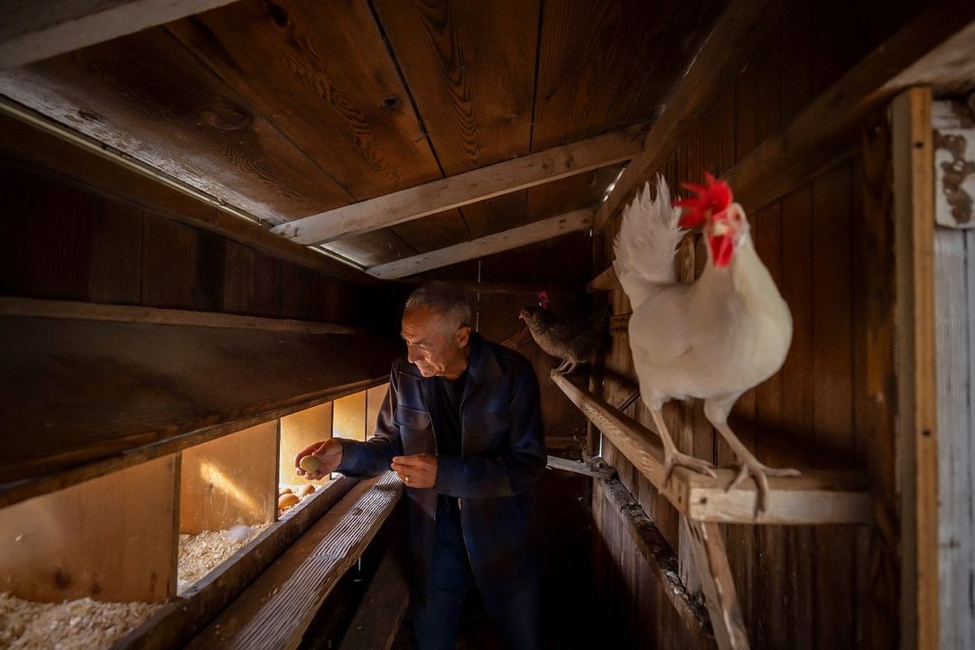 Man collecting eggs in a chicken coop with chickens. Features an elderly man, brown eggs, chickens, a wooden coop, and natural light.
