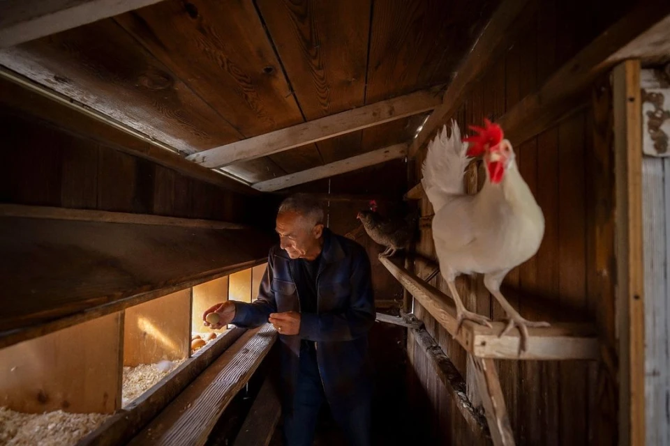 Man collecting eggs in a chicken coop with chickens. Features an elderly man, brown eggs, chickens, a wooden coop, and natural light.