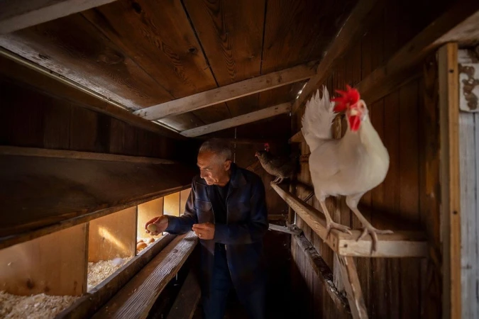 Man collecting eggs in a chicken coop with chickens. Features an elderly man, brown eggs, chickens, a wooden coop, and natural light.