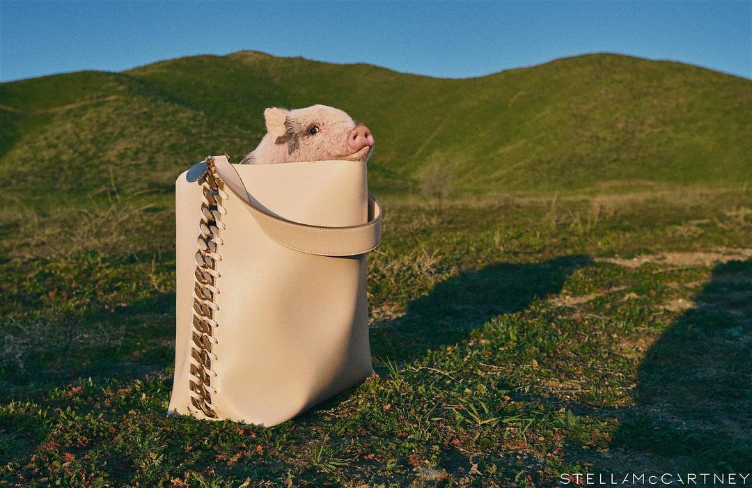 A piglet sits in a beige Stella McCartney handbag in a grassy field against a background of green hills under a clear blue sky.