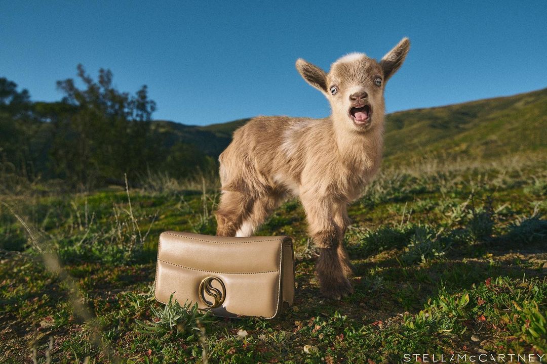 A baby goat stands on a grassy hillside near a Stella McCartney purse in a fashion advertisement image against a clear blue sky backdrop.