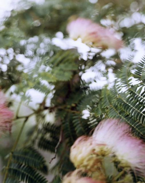 Close-up of a mimosa tree with pink flowers and green leaves creating a soft, blurred effect in an outdoor setting.