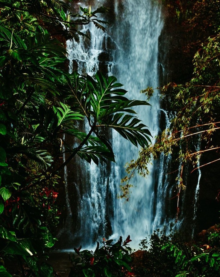 Lush rainforest scene featuring a majestic waterfall cascading down rocks, surrounded by vibrant green tropical plants and foliage.