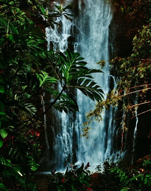 Lush rainforest scene featuring a majestic waterfall cascading down rocks, surrounded by vibrant green tropical plants and foliage.