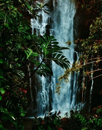 Lush rainforest scene featuring a majestic waterfall cascading down rocks, surrounded by vibrant green tropical plants and foliage.
