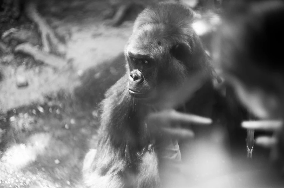 Monochrome portrait of a gorilla with a focused gaze, showcasing its detailed fur texture and strong facial features in a natural outdoor setting.
