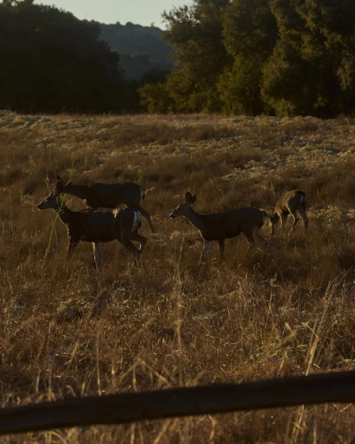Five deer are visible in a field with tall grass, with the forest and mountains in the background, during the late afternoon light.