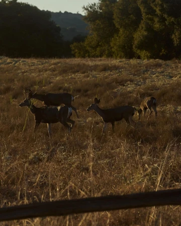 Five deer are visible in a field with tall grass, with the forest and mountains in the background, during the late afternoon light.