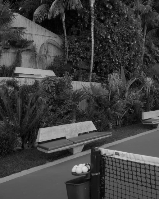 Black and white outdoor shot of a tennis court with a net, benches, a ball holder with tennis balls, and lush green tropical plants.