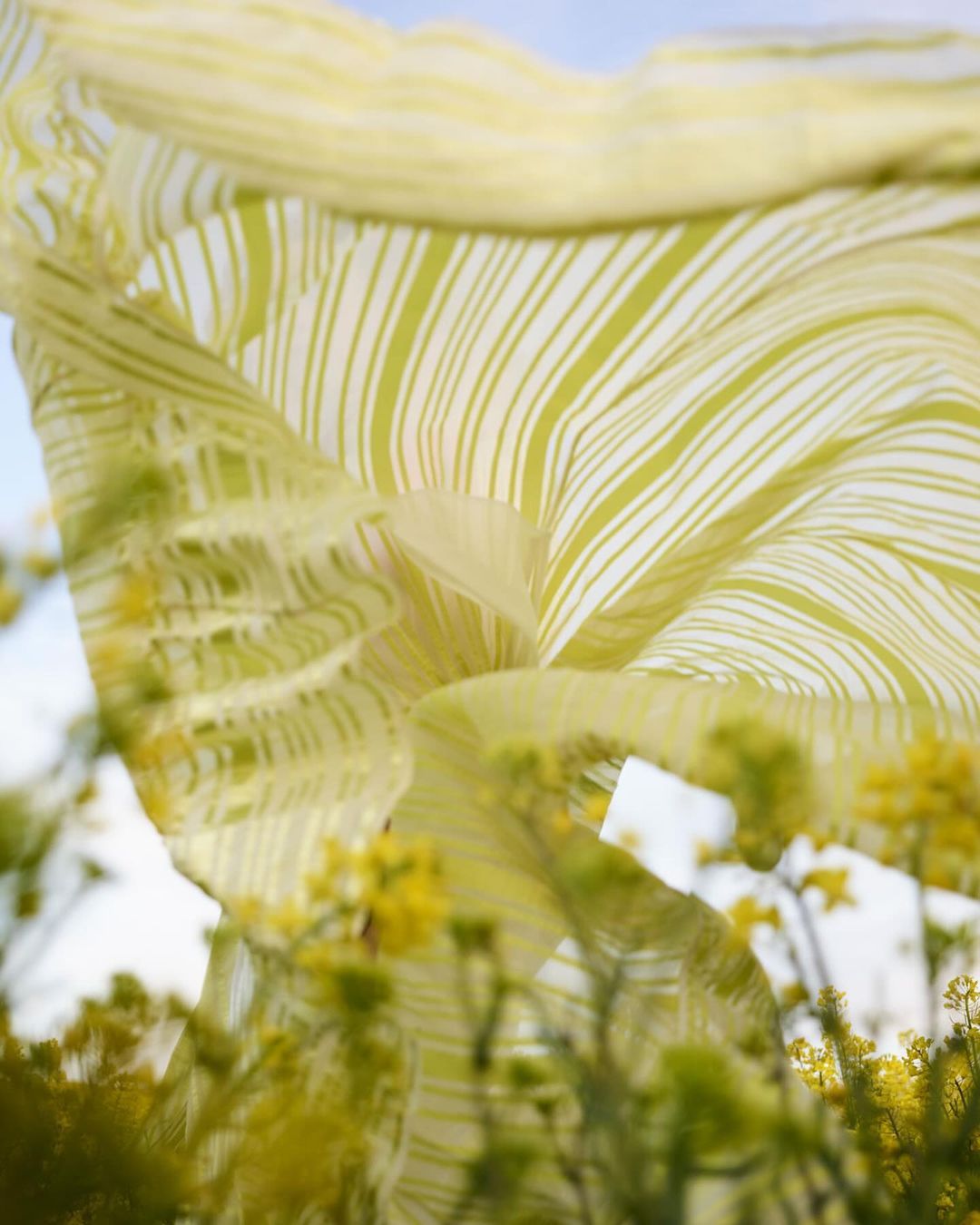 Striped textile in the breeze over a field of yellow flowers against a light blue sky, capturing a serene, nature-filled scene.