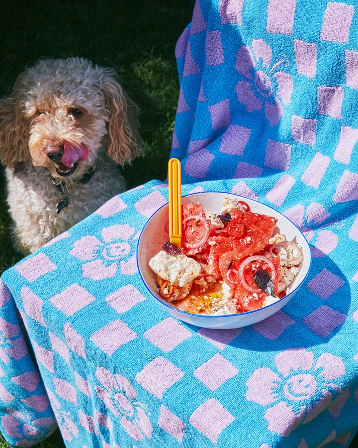 Small dog sitting near a picnic blanket with food in a bowl, outside on the grass on a bright day.