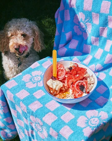 Small dog sitting near a picnic blanket with food in a bowl, outside on the grass on a bright day.