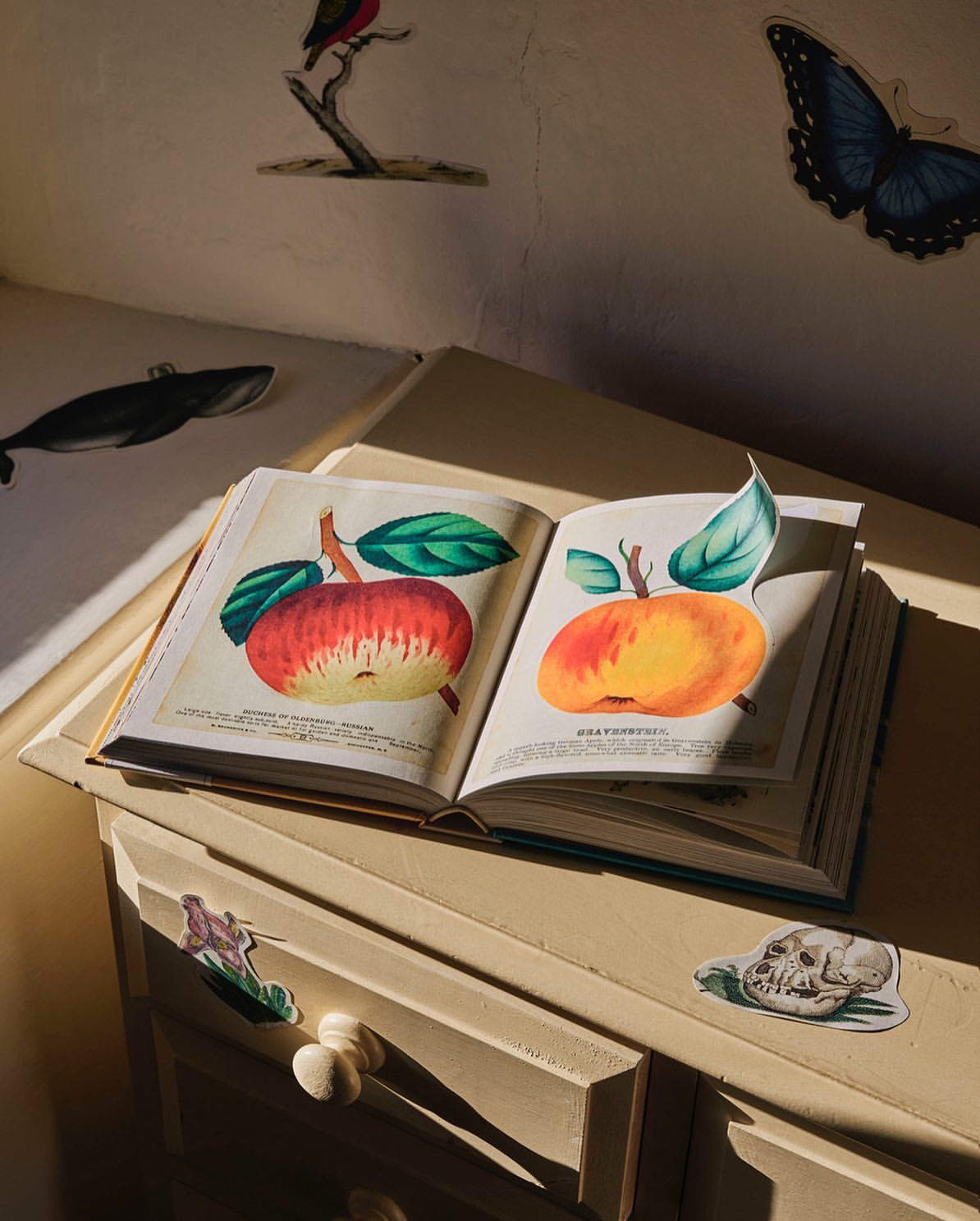 Open book featuring apple illustrations placed on a painted drawer cabinet alongside wall decorations, lit by warm light and shadow.