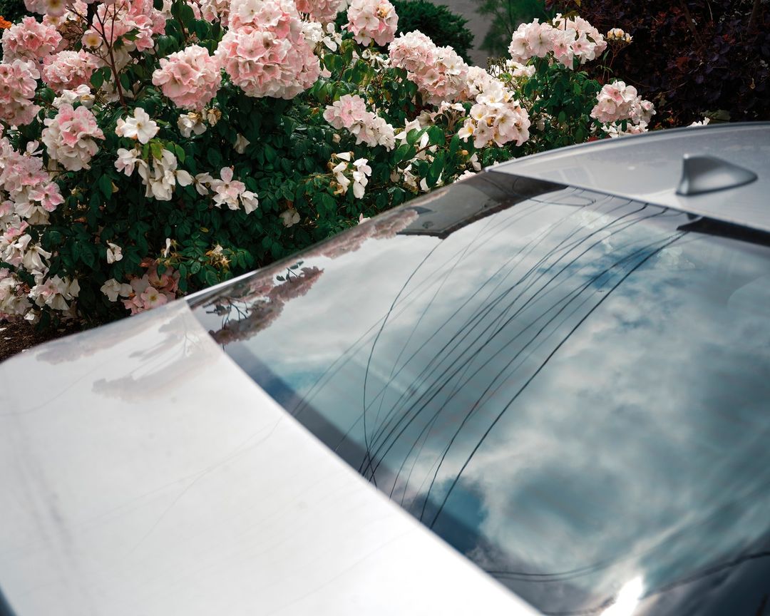 A silver car's rear is viewed from above, featuring a reflective window showing the sky, along with a light pink rose bush.