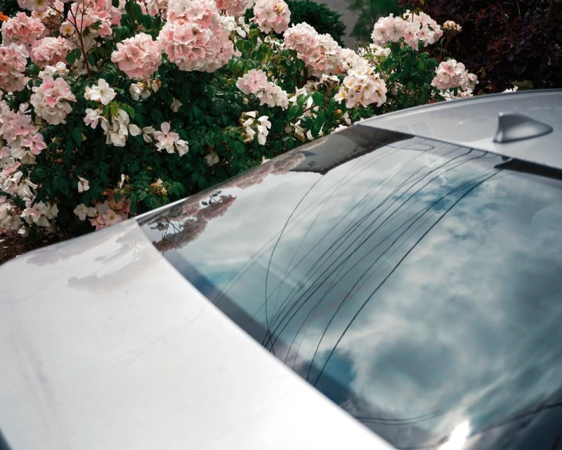 A silver car's rear is viewed from above, featuring a reflective window showing the sky, along with a light pink rose bush.