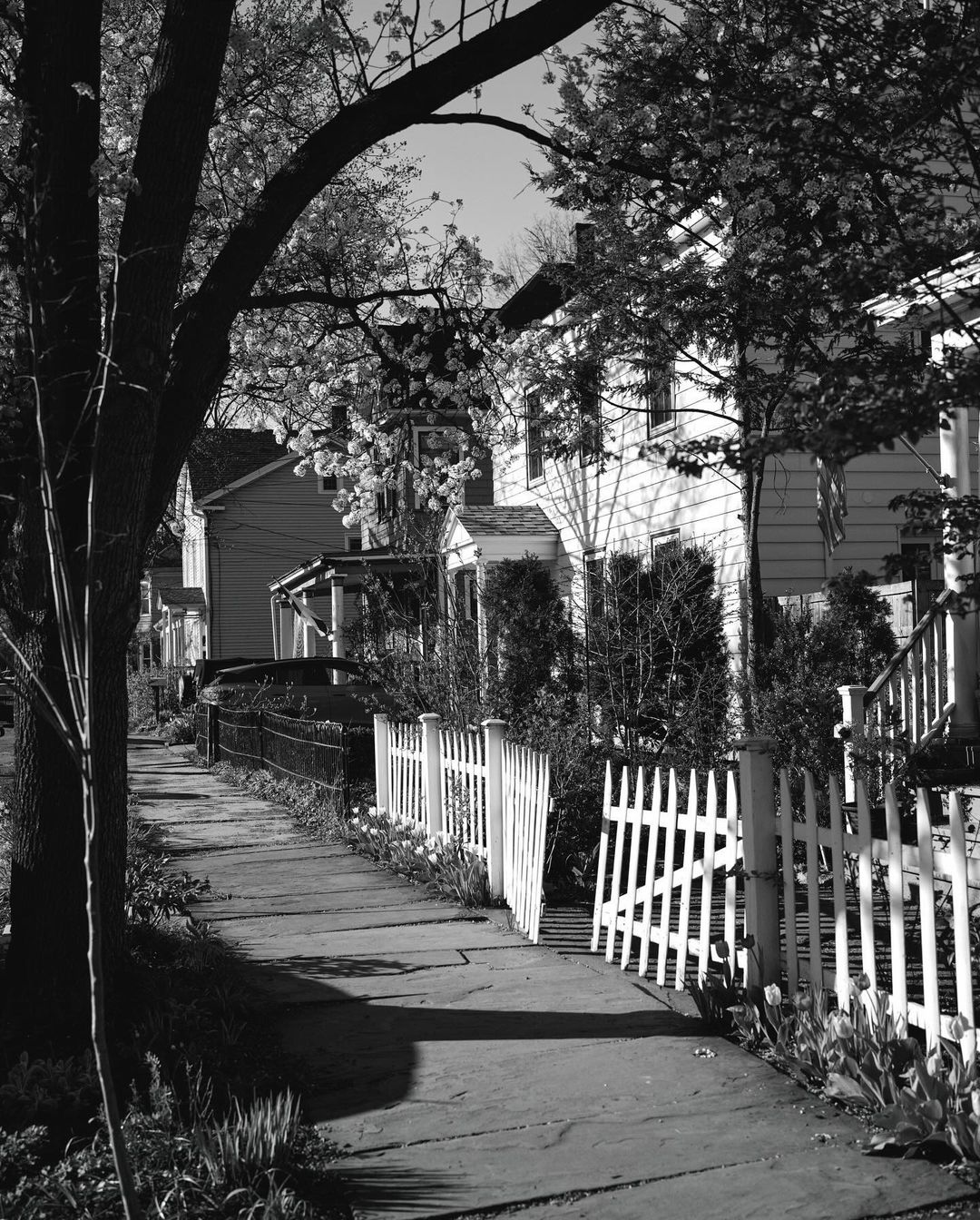 Black and white street view of residential houses, fenced yards, blooming trees, and a sidewalk on a sunny day.