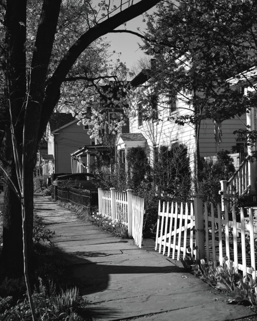 Black and white street view of residential houses, fenced yards, blooming trees, and a sidewalk on a sunny day.