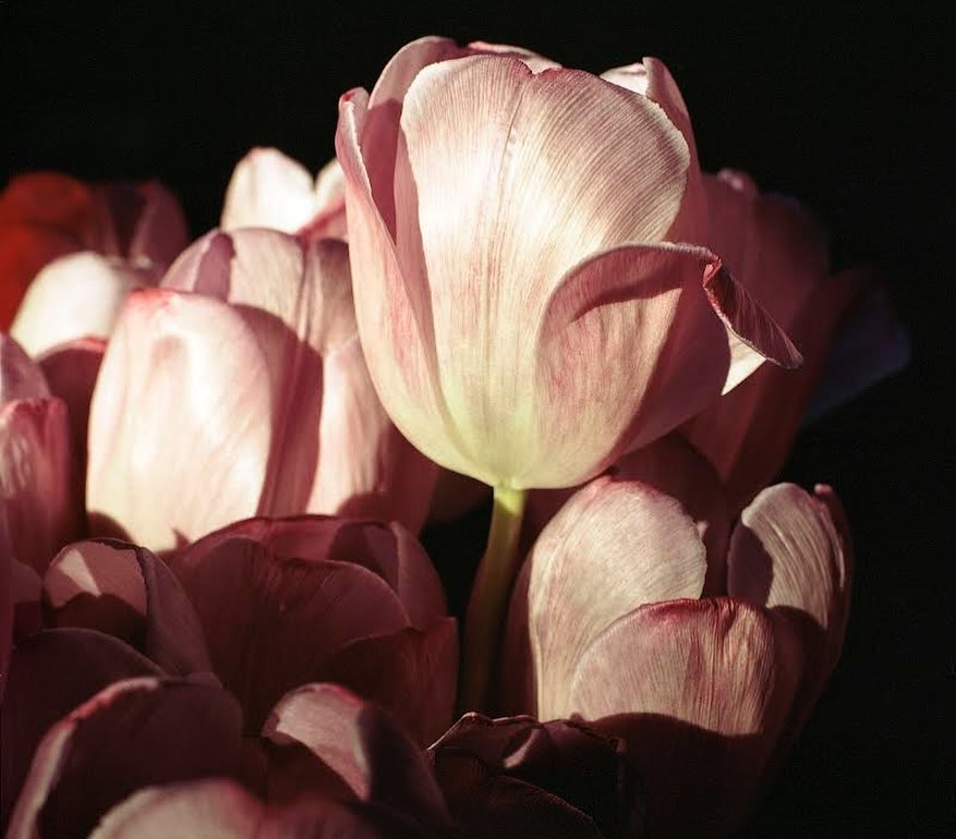 Close-up of pink and white tulips with visible petals and stems against a dark background, creating a soft, vibrant floral display.