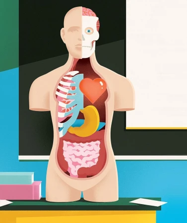 Anatomical human torso art with visible skeleton, organs (heart, stomach, intestines), and brain against a blackboard in a classroom.