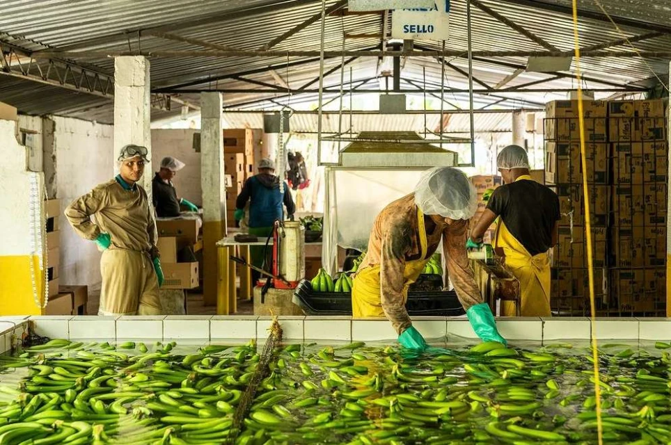 Workers in a food processing plant wash and prepare produce in a factory setting, wearing protective clothing and gloves.