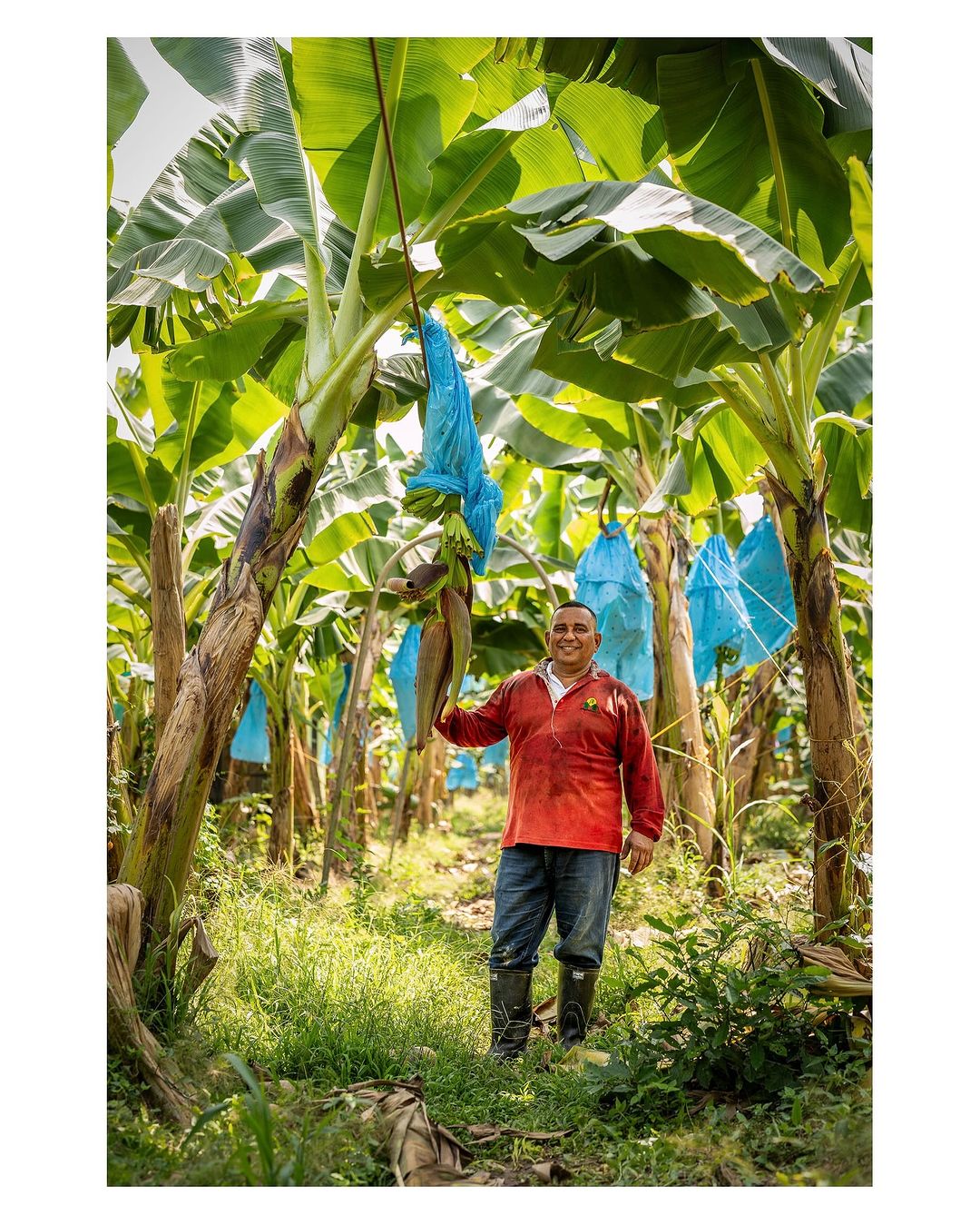 Man stands in a banana plantation surrounded by banana trees, holding a bunch of ripening bananas covered by a protective blue bag.