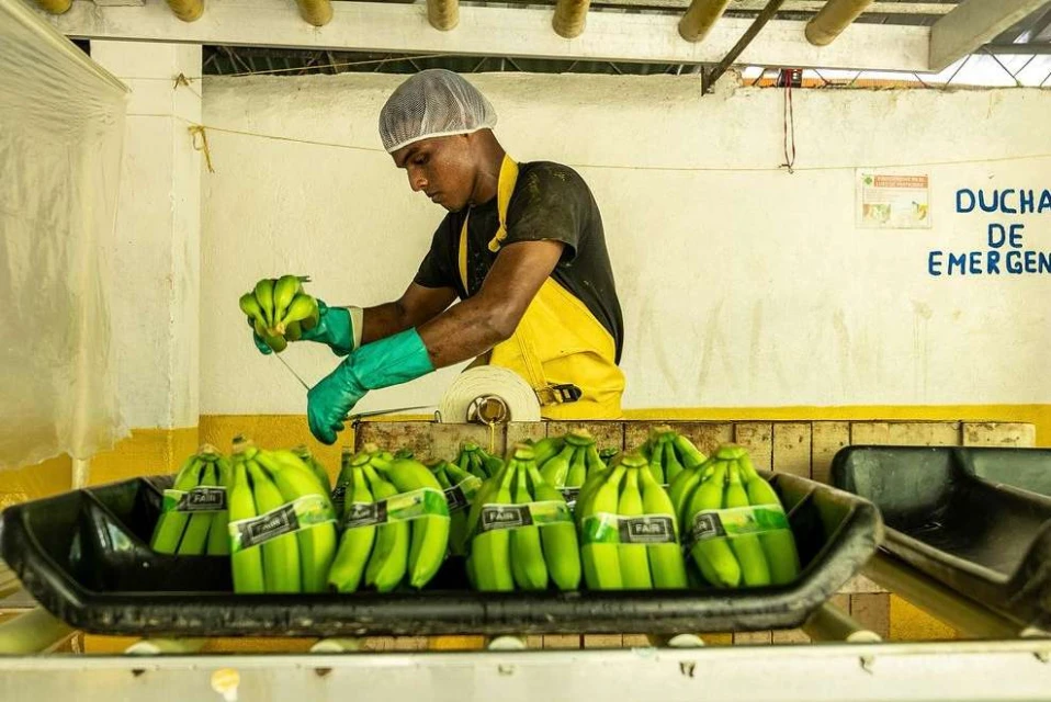 Worker sorts bunches of green bananas with labels on a conveyor inside a processing plant wearing gloves and a hairnet with a sign visible.