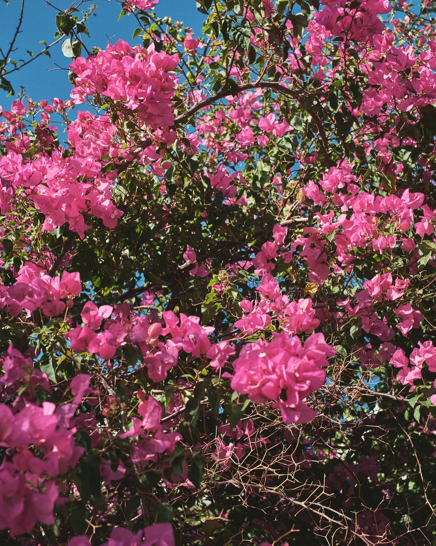 Close-up of vibrant pink bougainvillea flowers and green leaves against a clear blue sky, showcasing the plant's texture and color contrast.