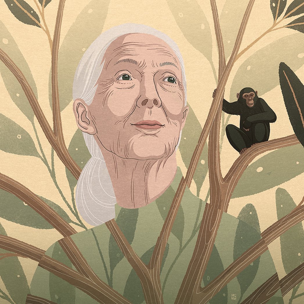Illustration of elderly woman with white hair standing behind branches with a chimpanzee sitting in a tree to the right.