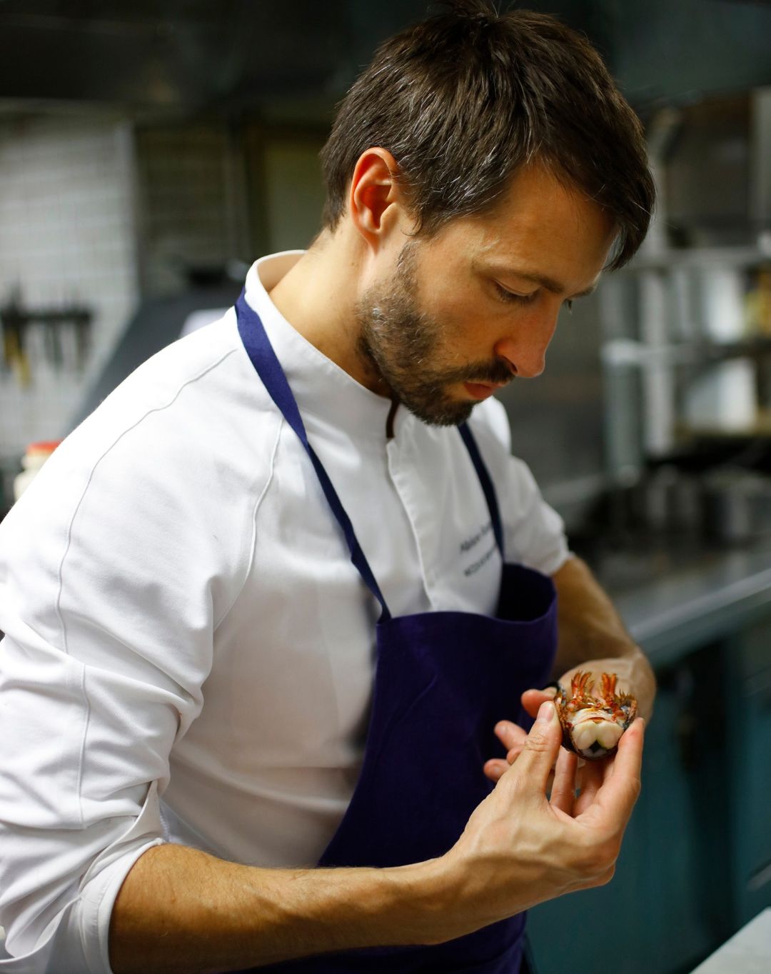 Chef inspects lobster thorax section in commercial kitchen wearing white chef's jacket, blue apron, and standing in a food preparation area.