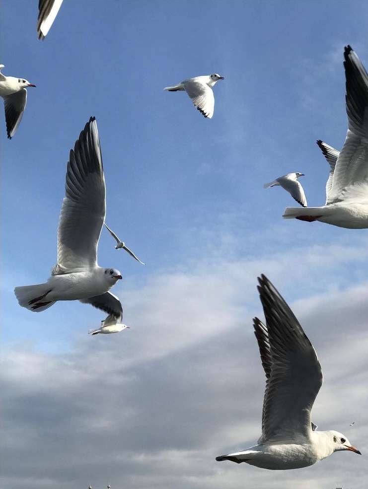 Flock of white seagulls soars in a bright blue sky with scattered clouds. A few seagulls are closer, with wings fully extended.