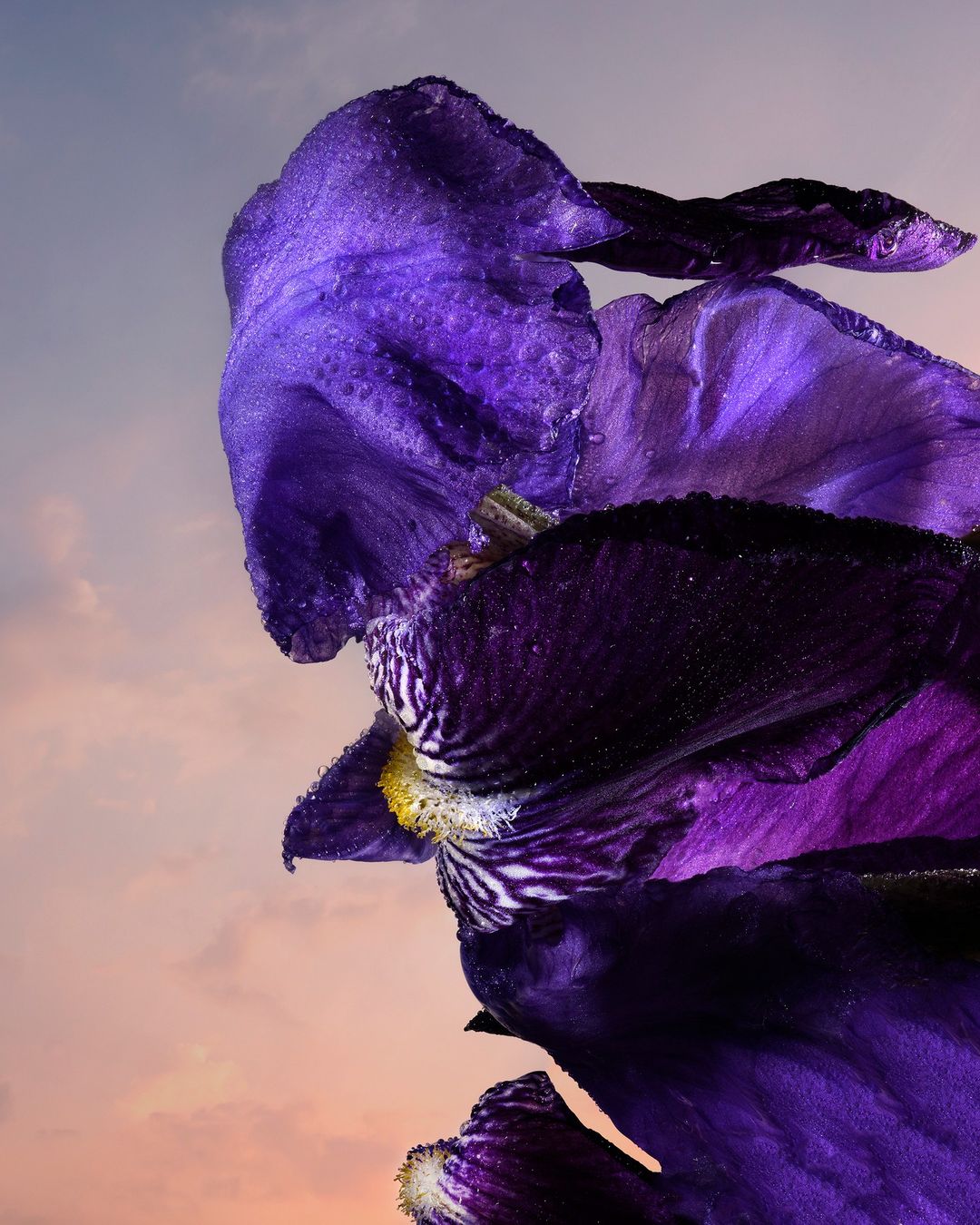 Close-up of a vibrant purple iris flower with water droplets, set against a soft gradient sky transitioning from blue to peach tones.