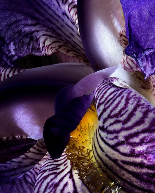 Close-up studio shot capturing the intricate details of a purple iris flower, showcasing its delicate petals and vibrant colors.