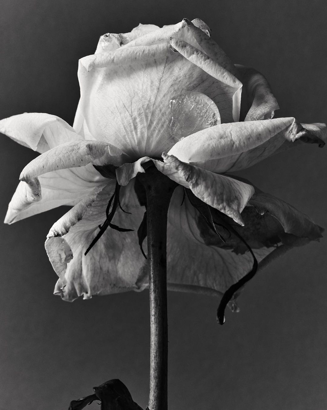 Monochrome photograph of a single, wilting rose. The flower is pale against a dark grey background, its petals drooping and drying.