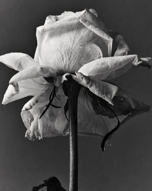 Monochrome photograph of a single, wilting rose. The flower is pale against a dark grey background, its petals drooping and drying.