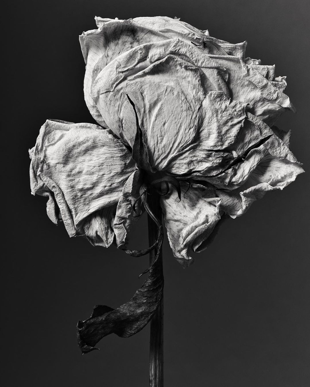 Dramatic monochrome image of a withering rose in full bloom with visible stem and leaves set against a dark grey background.