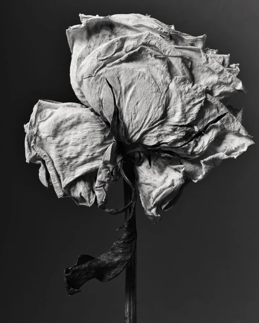 Dramatic monochrome image of a withering rose in full bloom with visible stem and leaves set against a dark grey background.